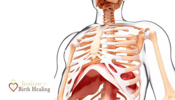The Rib Cage After Birth - Institute for Birth Healing Courses