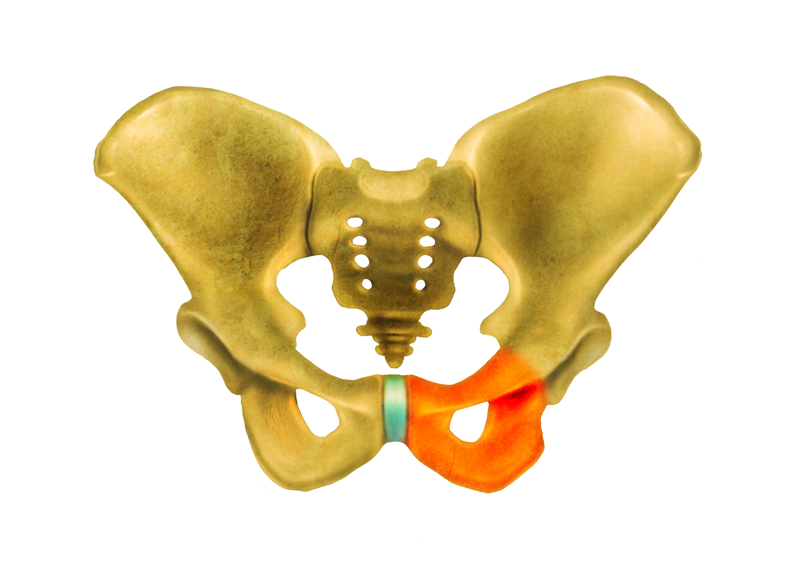 All the Effects of Birth on the Pelvis - Institute for Birth Healing Courses