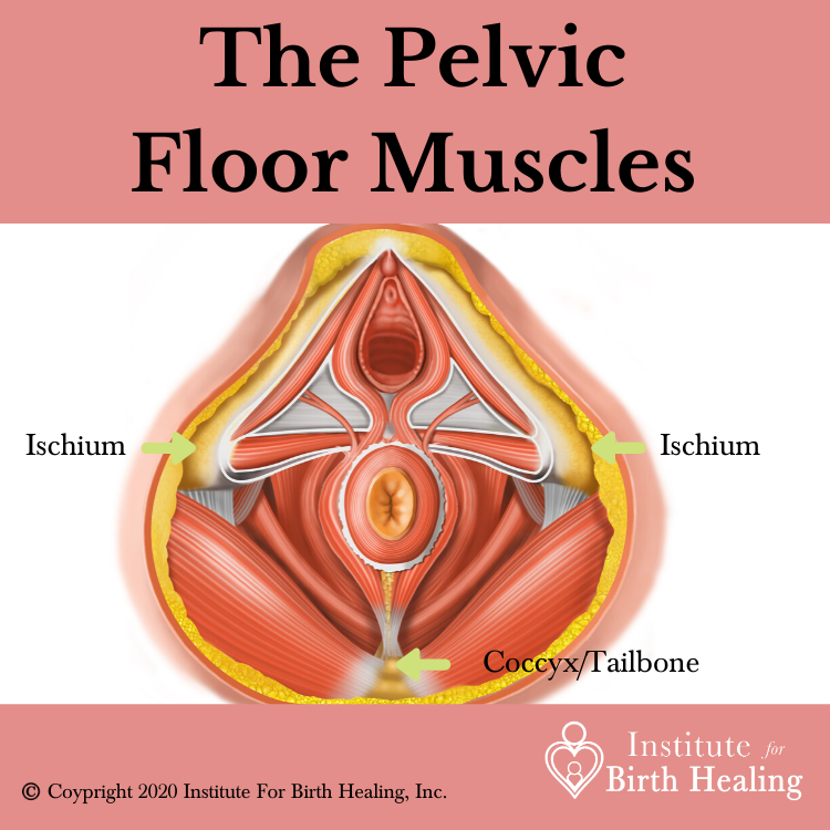 How to Correctly Contract Your Pelvic Floor Muscles